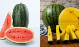 吃瓜网36w.,揭秘吃瓜网36万粉丝背后的秘密与影响力